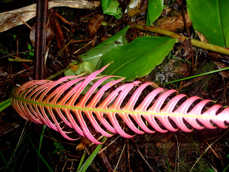 Fougère, Blechnum attenuatum, Blechnacées 