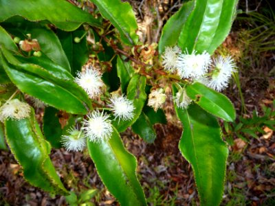 Change écorce en fleurs, Aphloia theiformis, Aphloiacées 