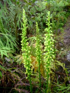 Benthamia latifolia, Orchidacées 