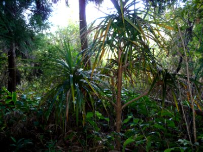 Bois de chandelle, Dracaena reflexa, Liliacées 