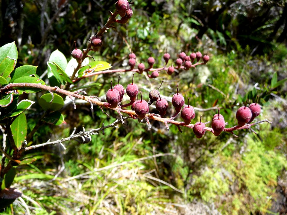 Petit Bois de Rempart, Agauria buxifolia, Ericacées 