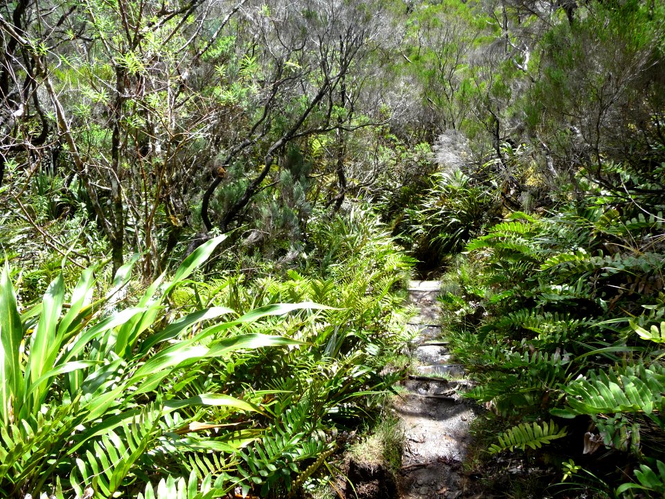 Fouillis végétal et sentier boueux 