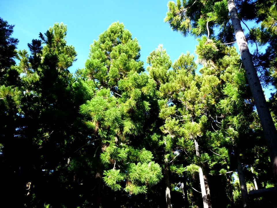 Cryptoméria du Japon ou Cèdre du Japon, Cryptomeria japoni… 