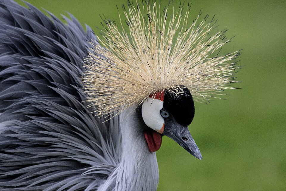 Crane bird nature