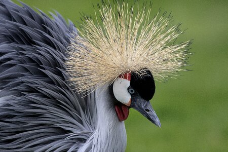 Crane bird nature photo