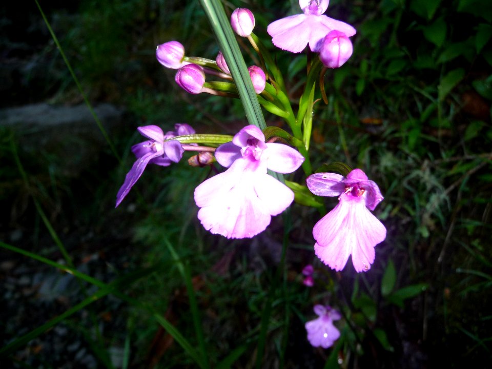 Cynorkis purpurascens, Orchidacées 