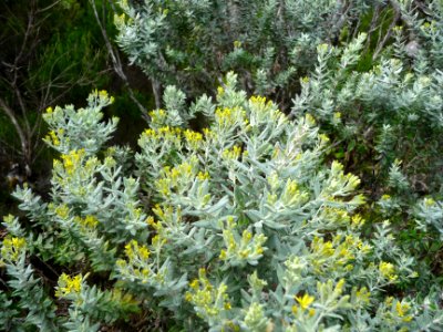 Hubertia ambavilla, Astéracées 