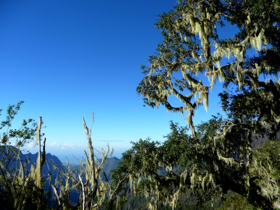Barbe de Jupiter, Usnea barbata, Usneacées 