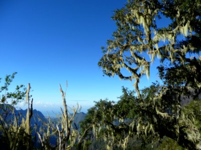 Barbe de Jupiter, Usnea barbata, Usneacées 