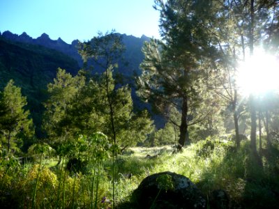 Lumière du matin, à travers les arbres de l'îlet des Salaz… 