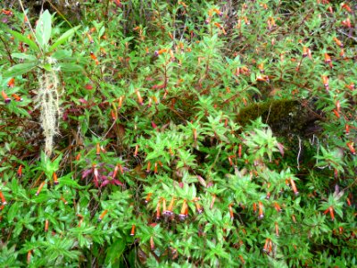 Fleur cigarette, Cuphea ignea, Lythracées 