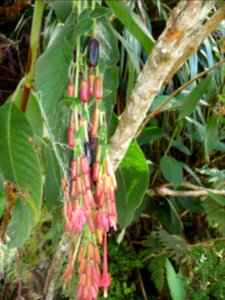 Fruits du Fuchsia à grandes fleurs, Fuchsia boliviana, Ona… 