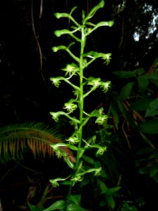 Habenaria chloroleuca, Orchidacées 
