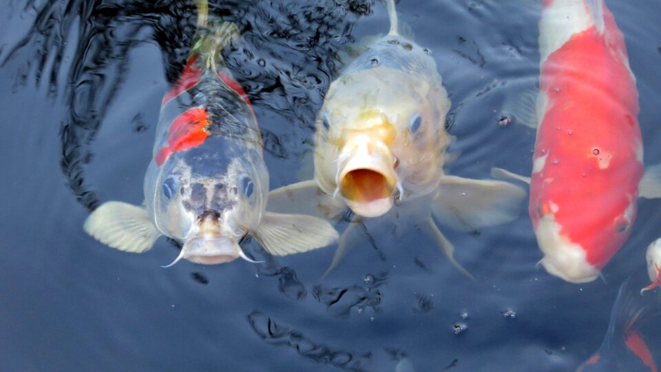 Pond water carp photo