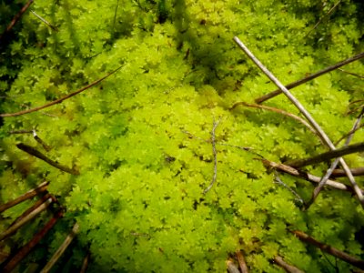 Sphaigne de couleur jaune vert 