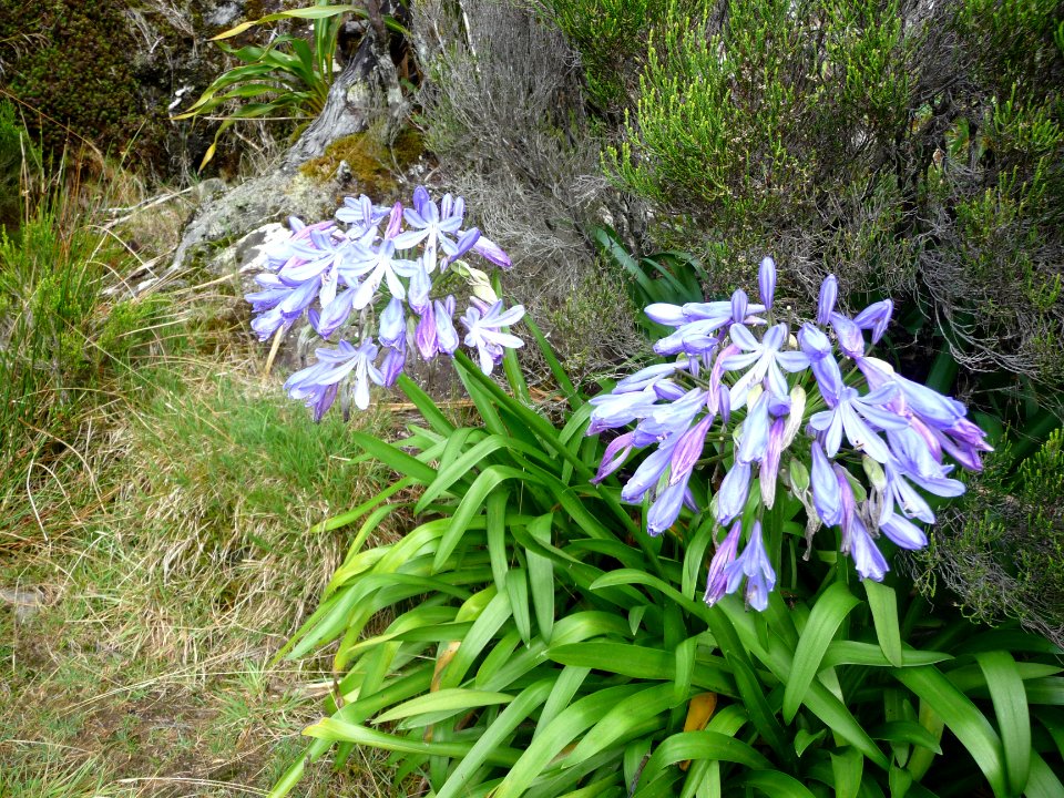 Lis du Nil, Agapanthus, Liliacées 