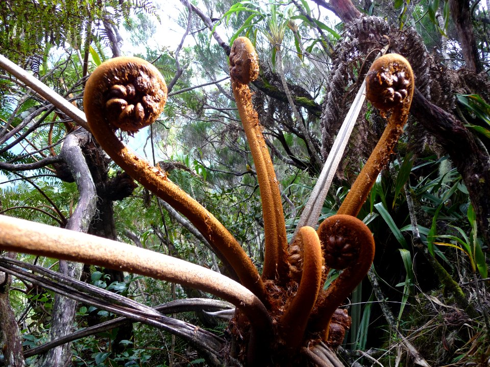 Cyathea glauca 