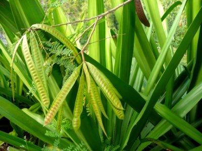 Chocas et gousses avec des graines 