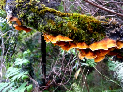 Pycnoporellus fulgens 