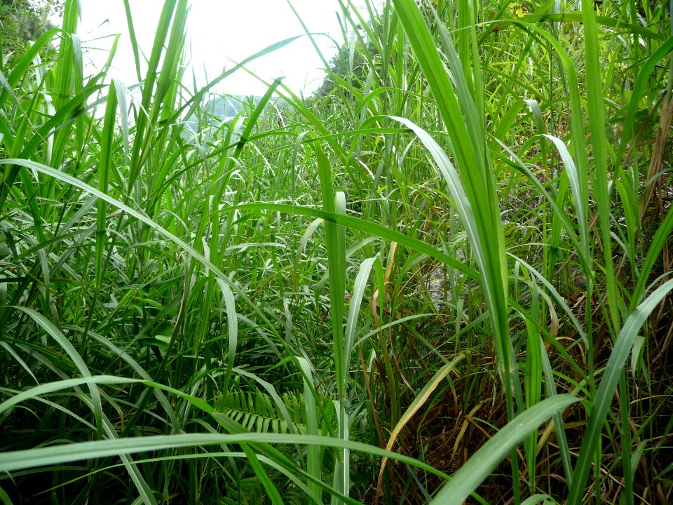 Encore des herbes hautes et coupantes 