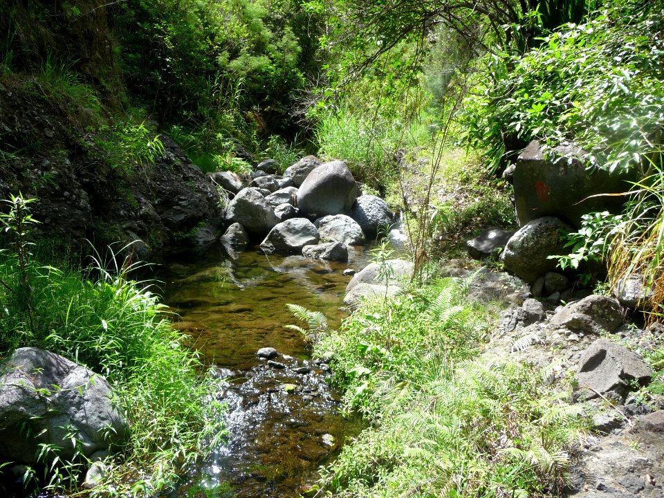 Encore un petit bassin dans la ravine du Bras des Merles 