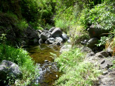 Encore un petit bassin dans la ravine du Bras des Merles 