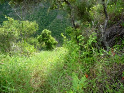 Le sentier du Bras des Merles est envahi de hautes herbes … 