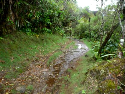 Le sentier boueux 