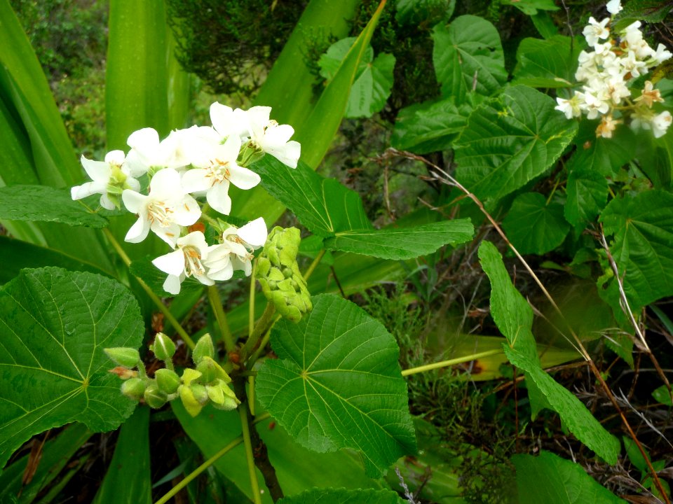 Petit Mahot ou Mahot tantat, Dombeya acutangula, Malvacées… 