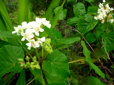 Petit Mahot ou Mahot tantat, Dombeya acutangula, Malvacées… 