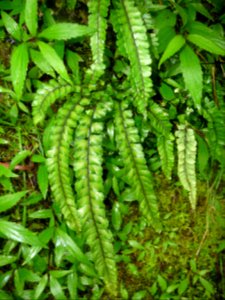 Adiantum hispidulum, Adiantum hispidulum, Pteridacées 