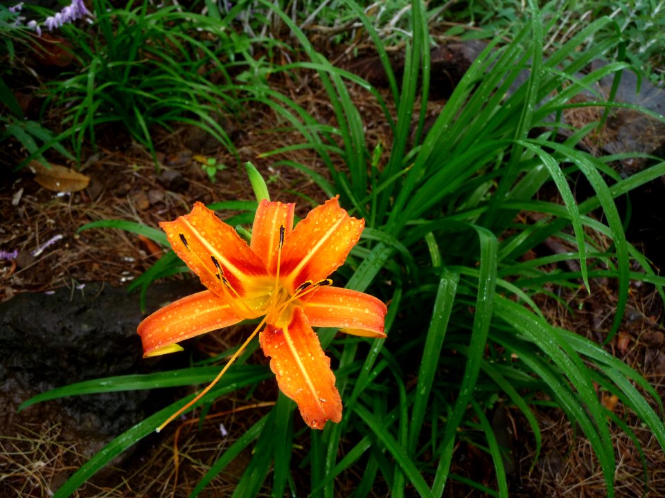 Lys orangé, plante cultivée 
