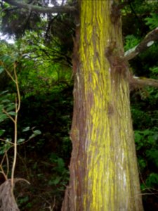 Lichen sur un tronc de Cryptomeria japonica 
