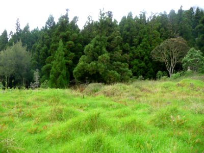 Forêt de Cryptoméria du Japon ou Cèdre du Japon, Cryptomer… 
