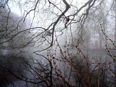 Etang du château de Courtangis, Sarthe 