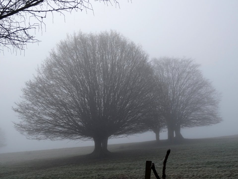 Ombres dans le brouillard 