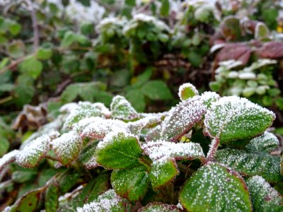 Givre, comme du sucre en poudre 