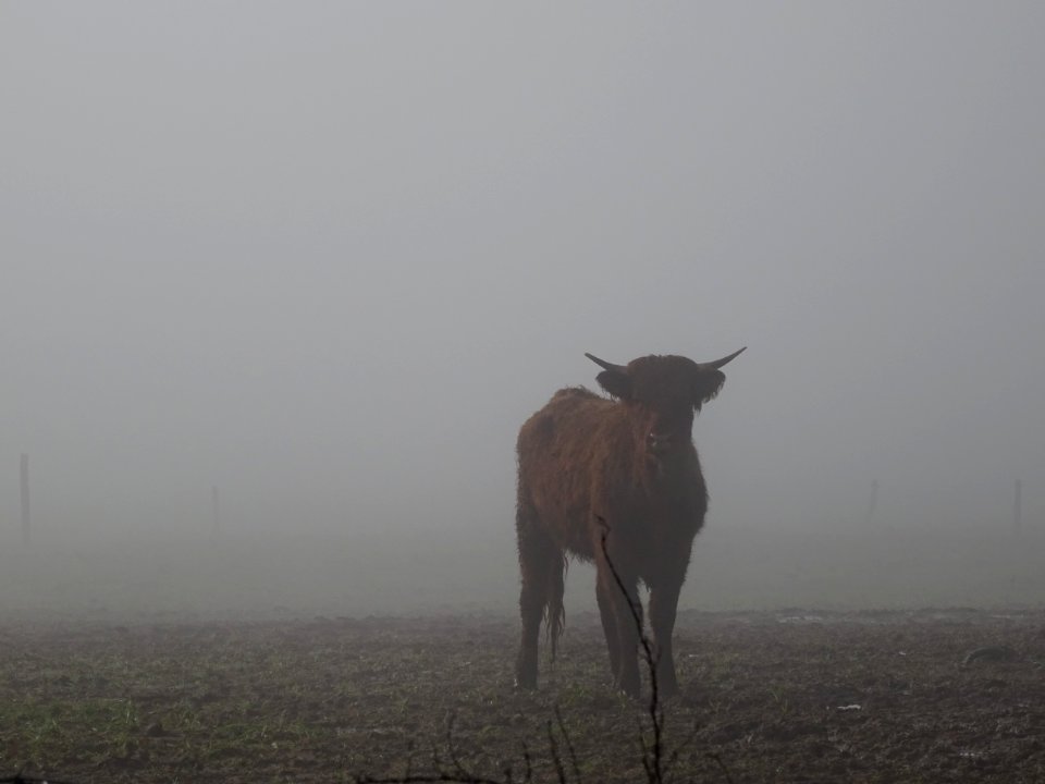 Un jeune taurillon dans le brouillard 
