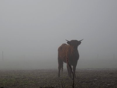 Un jeune taurillon dans le brouillard 