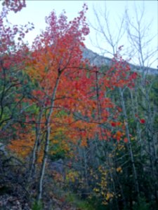 Couleurs automnales 