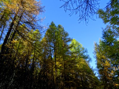 Mélèzes dans la lumière automnale 