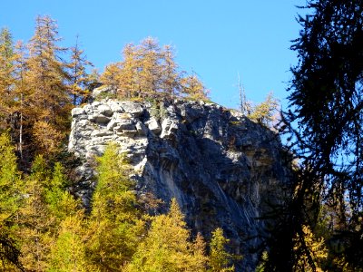 Mélèzes dans la lumière automnale 