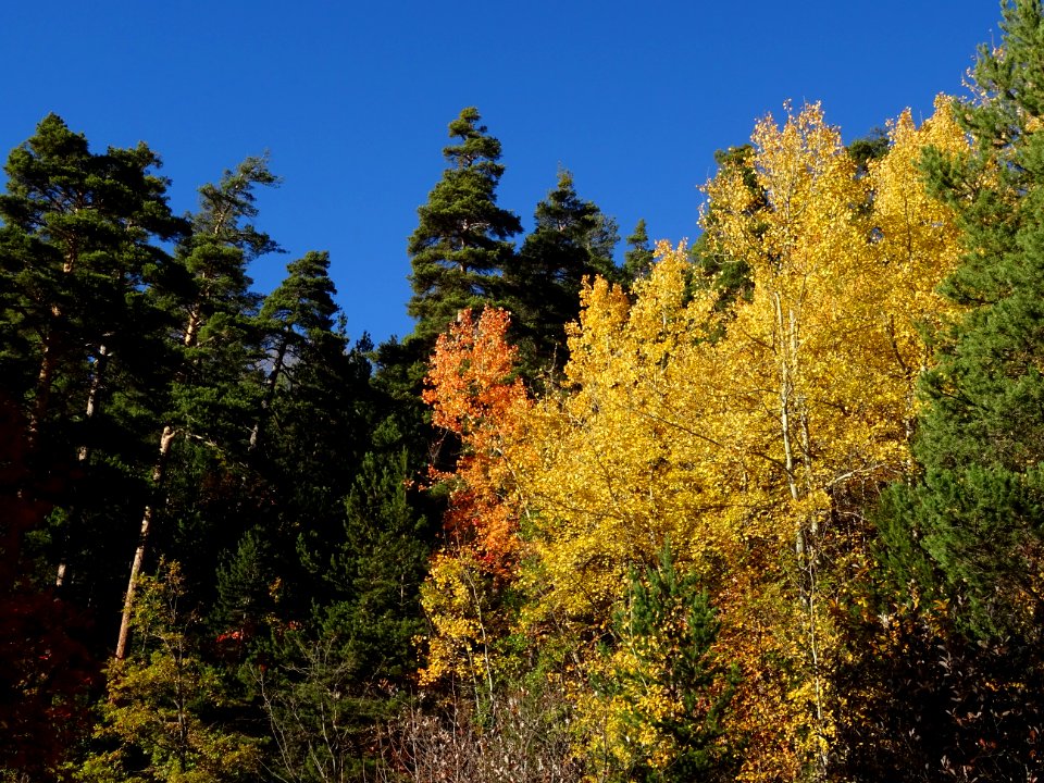 Couleurs de l'automne au-dessus des Vigneaux 