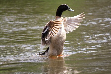 Water flap waterway