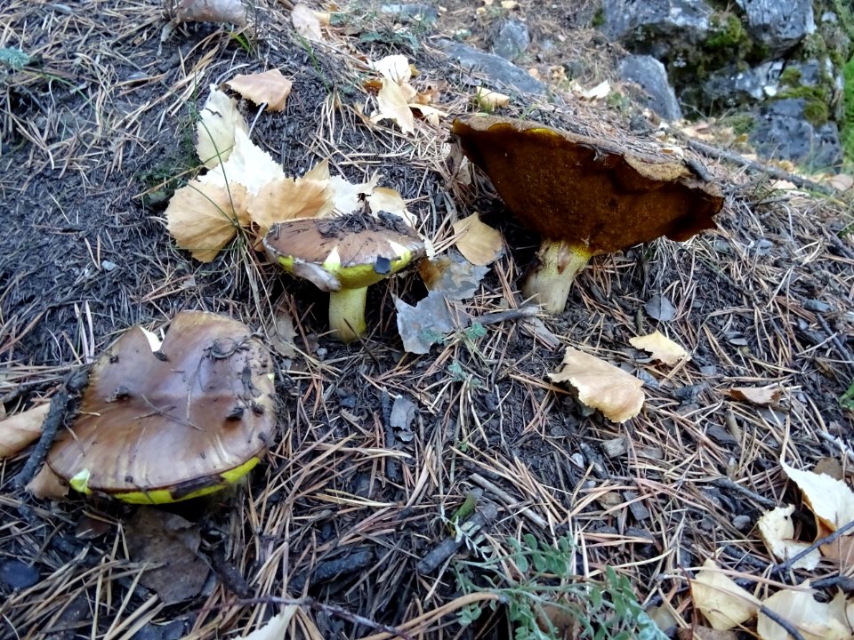 Des champignons 