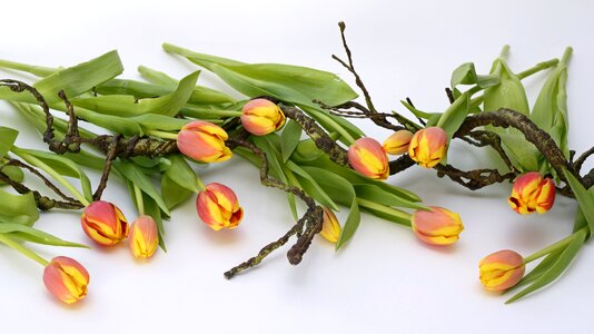 Flowers nature spring awakening