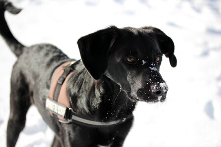 Labrador mongrel eye white