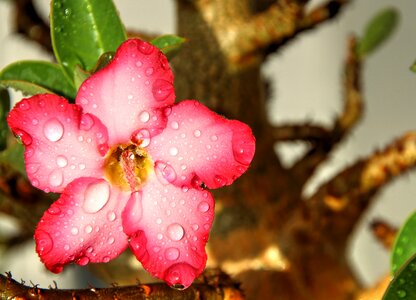 Nature garden rain