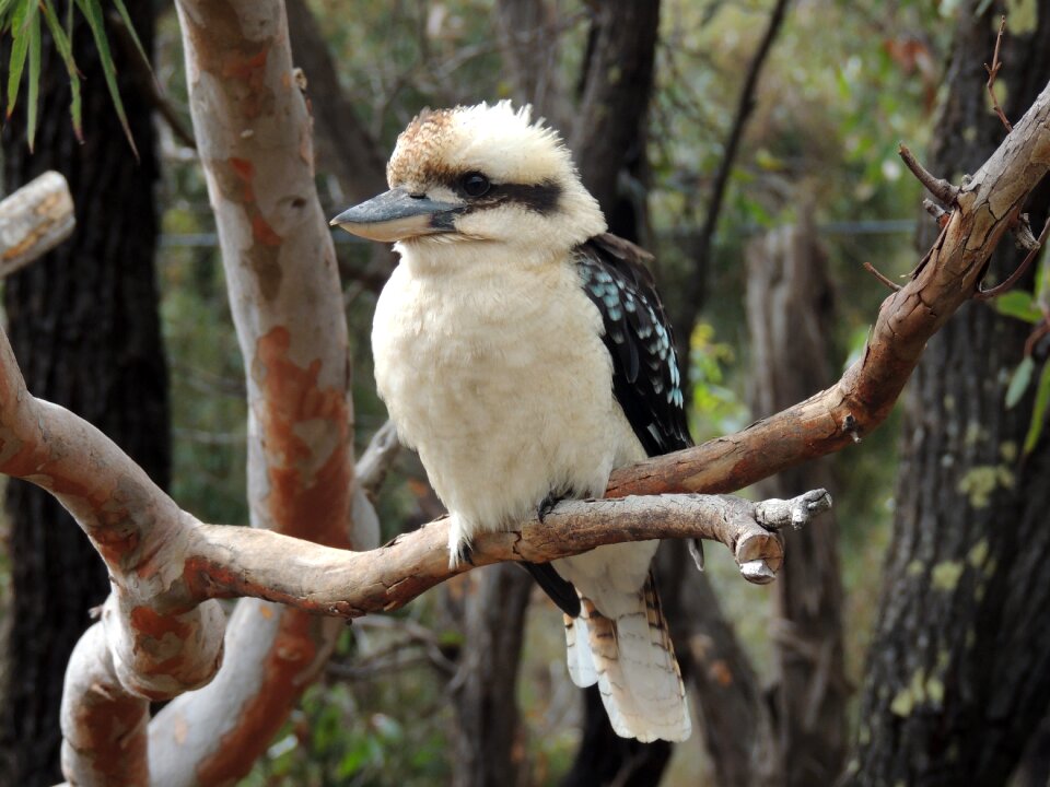 Aireys inlet australia native