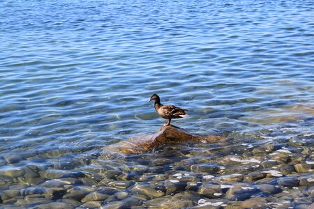 Water bird animal waters